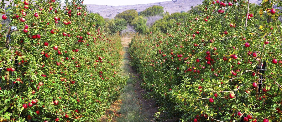 Israel, tierra de manzanas y miel, los ingredientes imprescindibles para recibir el año nuevo